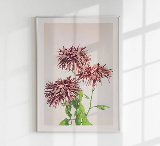 Tres crisantemos rosados de Ogawa Kazumasa