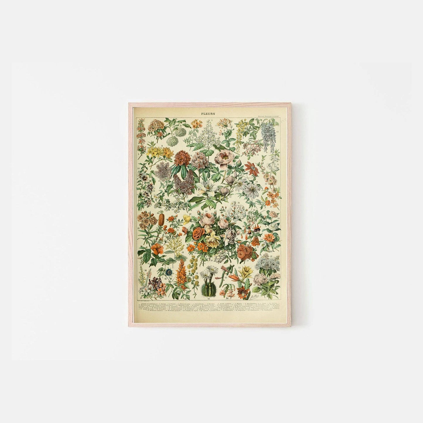 Fleurs C (póster de flores francesas III) de Adolphe Millot