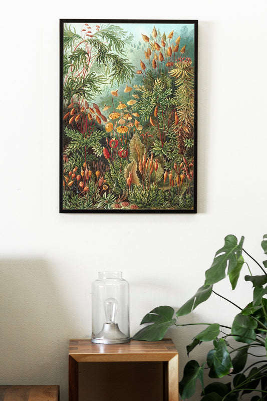 Hongos en el bosque II (Muscinae–Laubmoose) de Ernst Haeckel