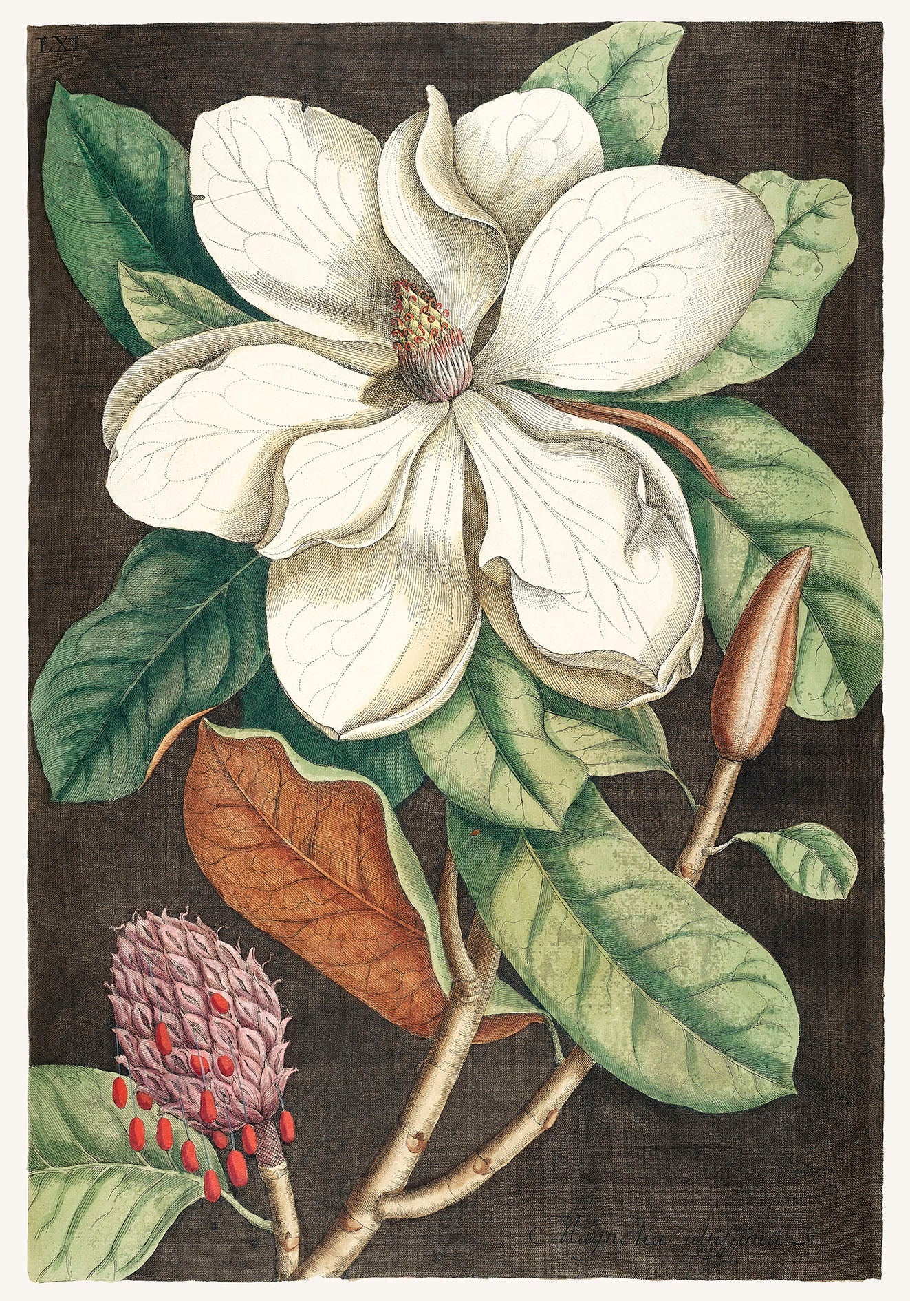 Juego de 6 pósters para pared con galería botánica Le Fleur