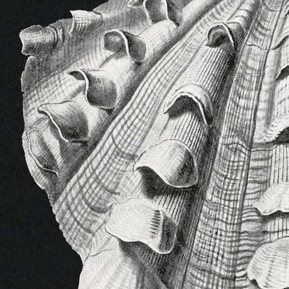 Póster de Acéfala de Ernst Haeckel