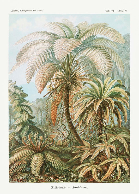 Palm Tree I (Filicinae–Laubfarne) by Ernst Haeckel