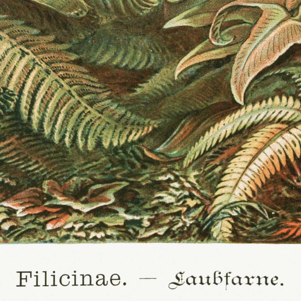 Palm Tree I (Filicinae–Laubfarne) by Ernst Haeckel