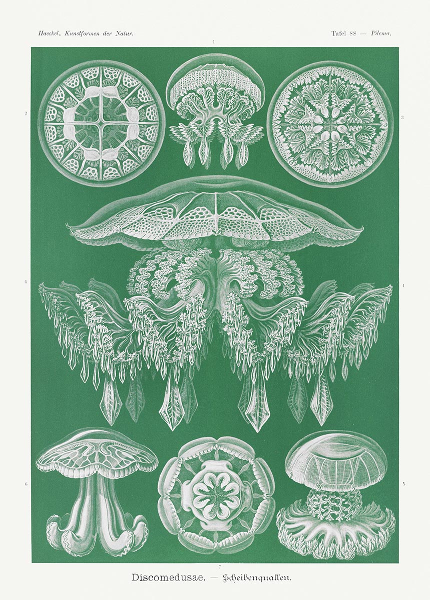 Discomedusae II - Medusa verde, de Ernst Haeckel
