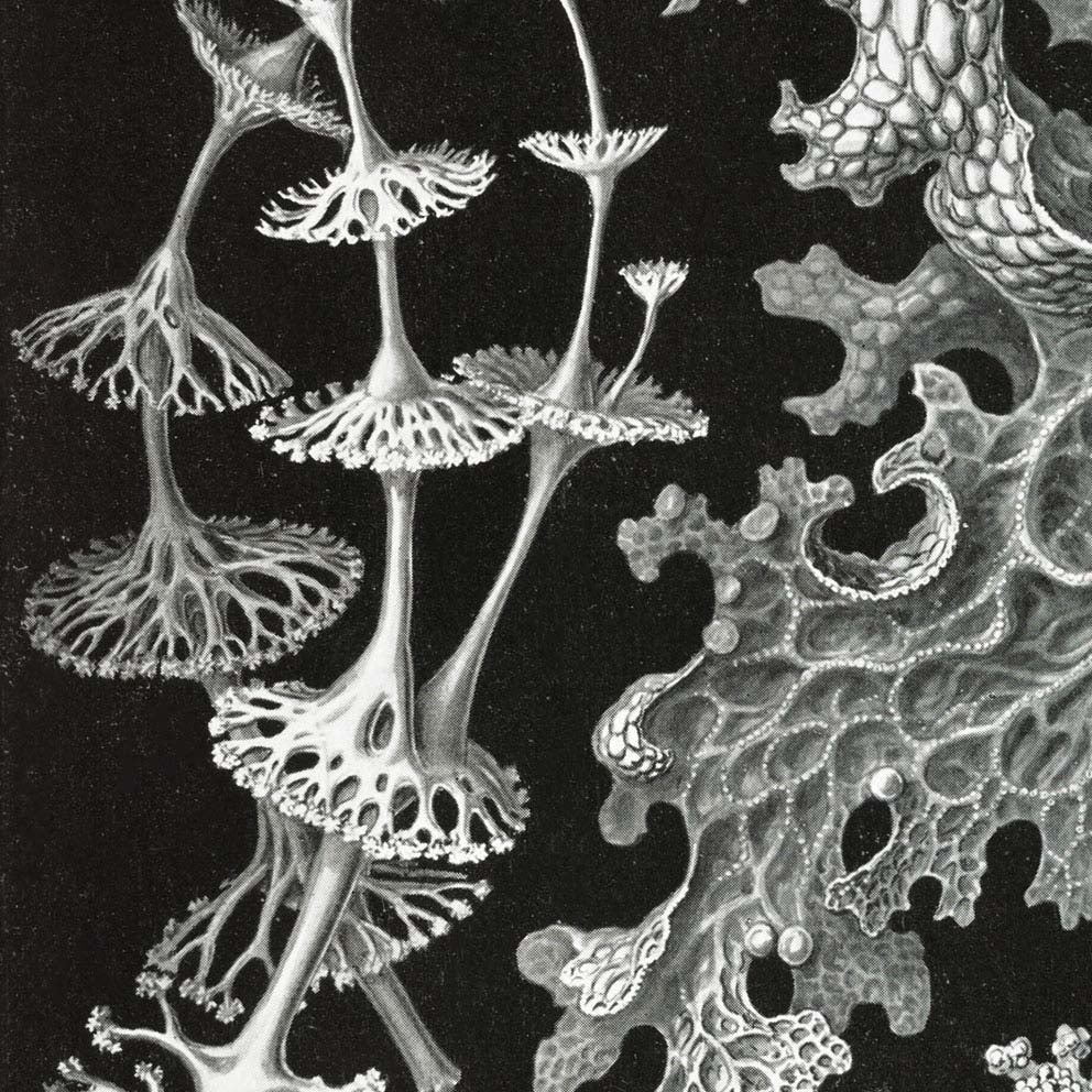 Líquenes de Ernst Haeckel