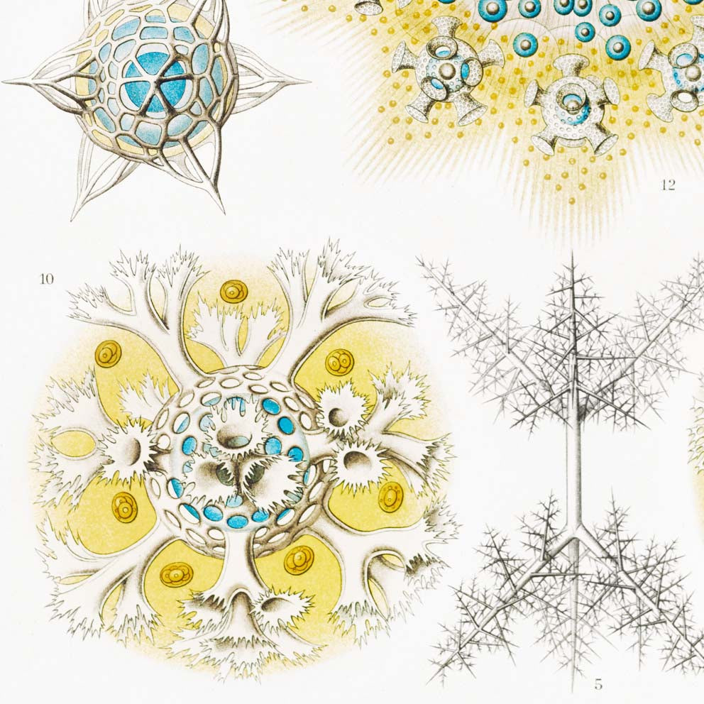 Polycyttaria de Ernst Haeckel