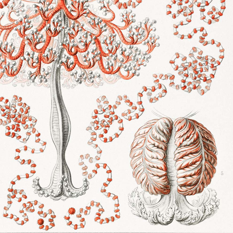 Póster de Anthomedusae de Ernst Haeckel