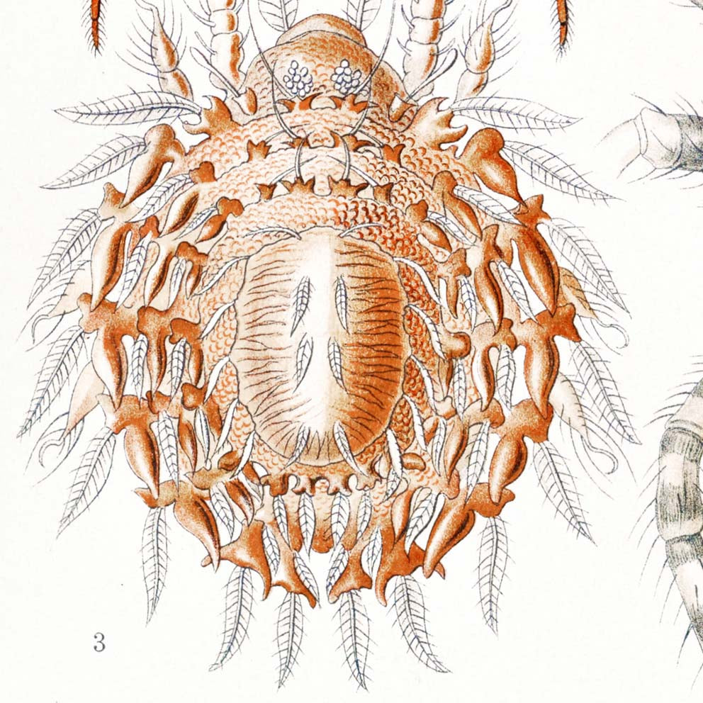 Los arácnidos de Ernst Haeckel