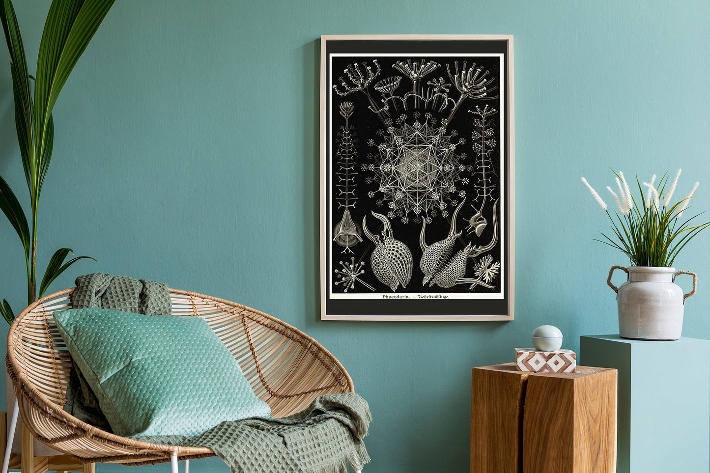 Fedaria de Ernest Haeckel