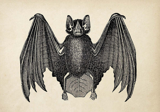Conjunto de 3 impresiones de murciélago