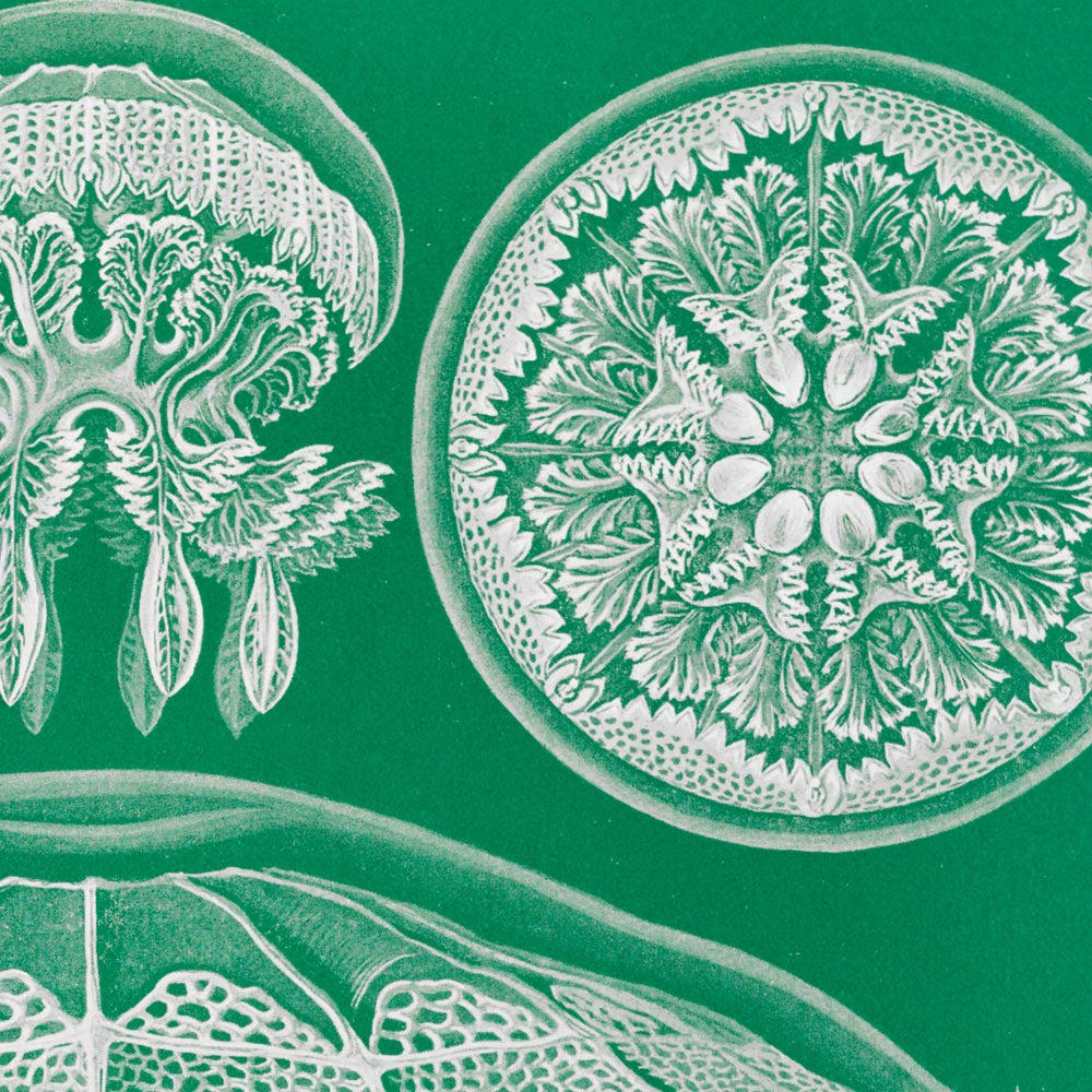 Conjunto de 3 láminas Green Vibes