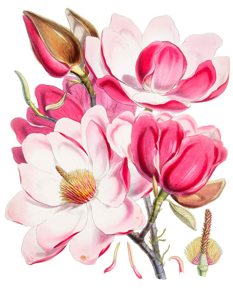 Conjunto de 2 láminas en color rosa