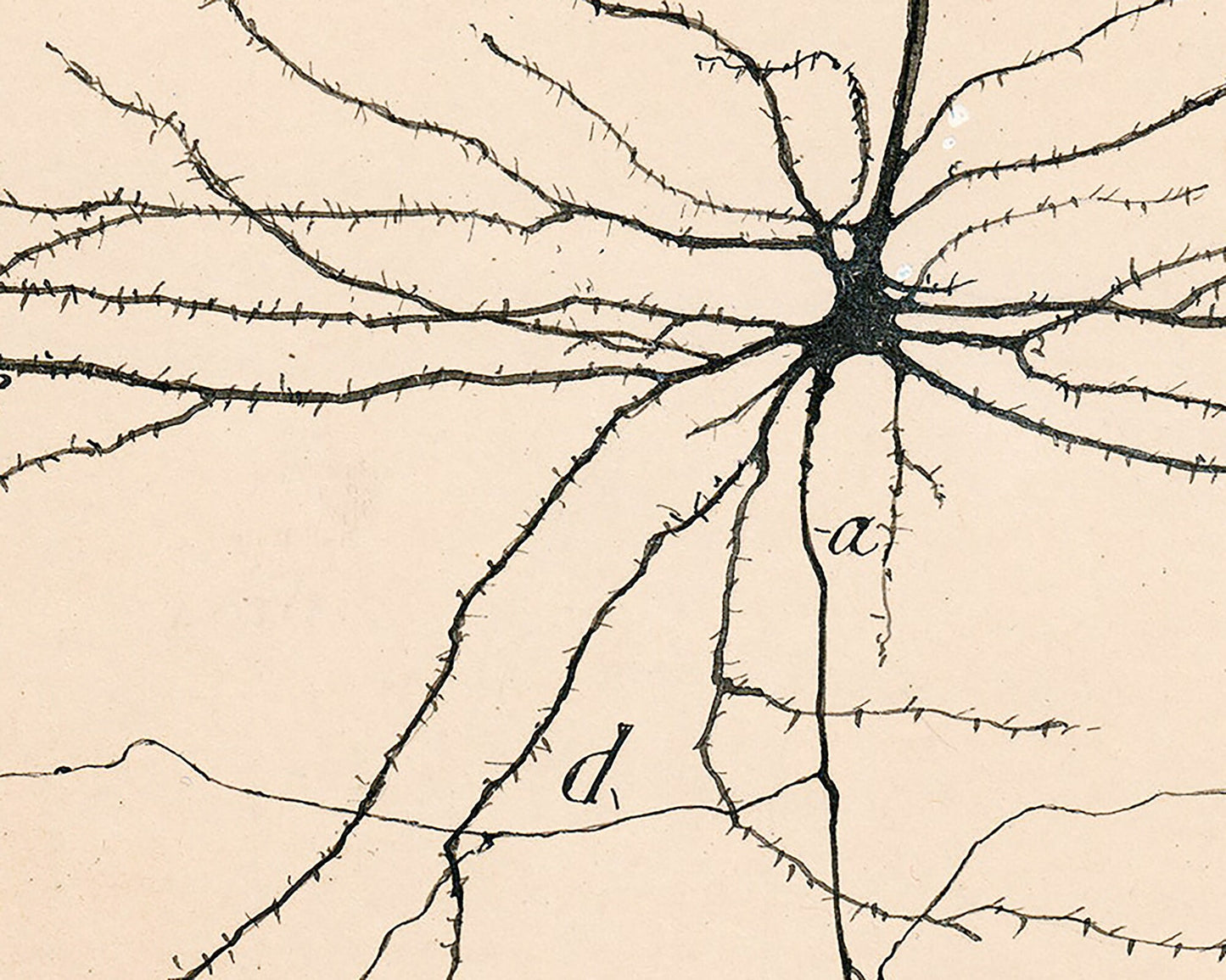 Vintage neuron drawing No. 2 | Santiago Ramón y Cajal | Antique anatomical illustration | Neuroscience and Biology art | Abstract wall art