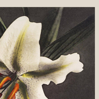 Lirio blanco en la oscuridad de Ogawa Kazumasa