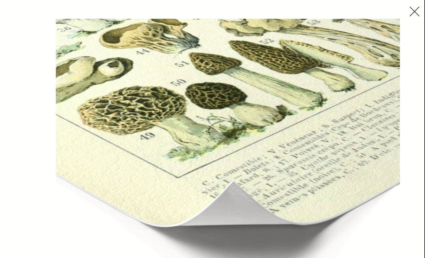 Lámina de setas vintage I - Arte botánico de Adolphe Millot