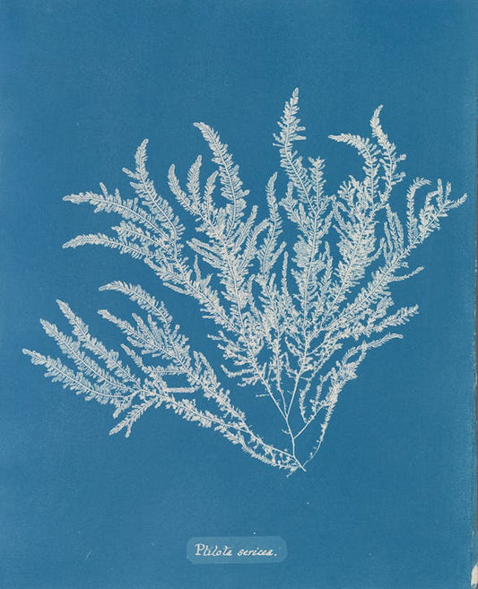 Ptilota sericea por Anna Atkins