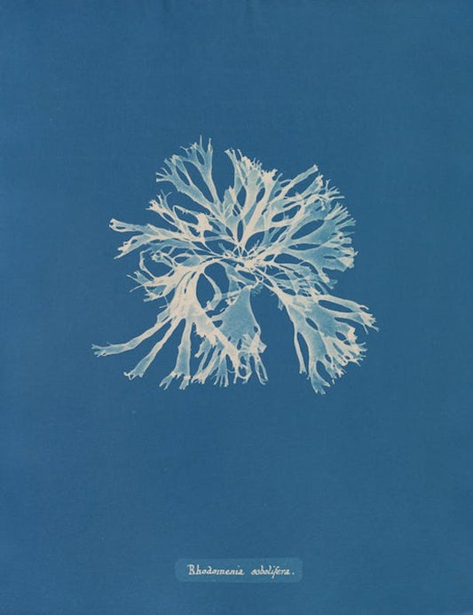 Rhodomenia sobolifera por Anna Atkins