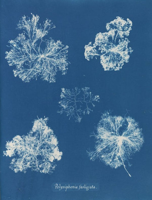 Polysiphonia fastigiata de Anna Atkins