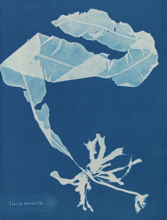 Alaria esculenta por Anna Atkins