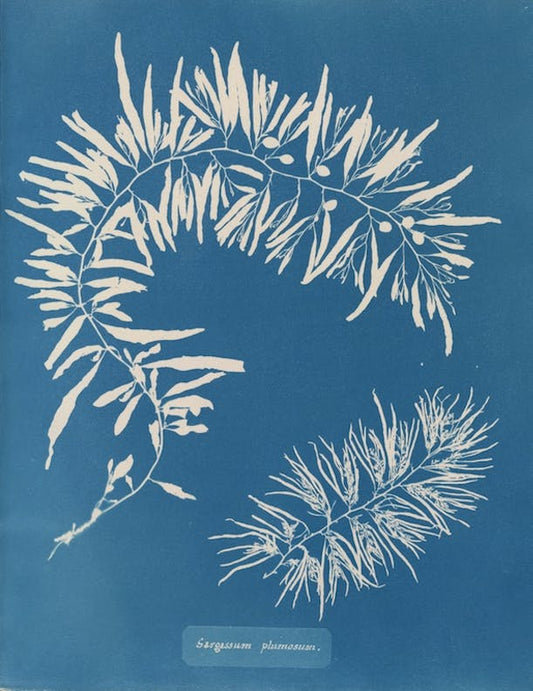 Sargassum plumosum por Anna Atkins