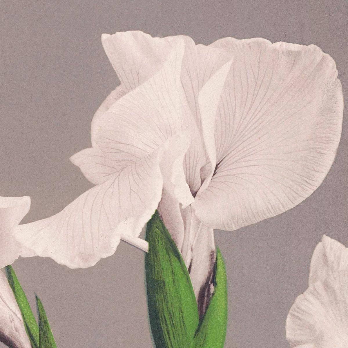 Iris blancos de Ogawa Kazumasa