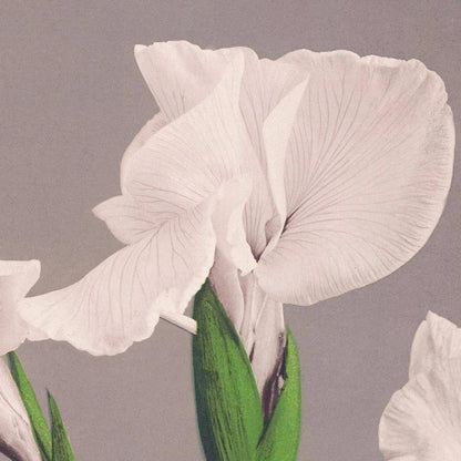 Iris blancos de Ogawa Kazumasa