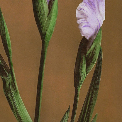 Tres Iris Kæmpferi de Ogawa Kazumasa