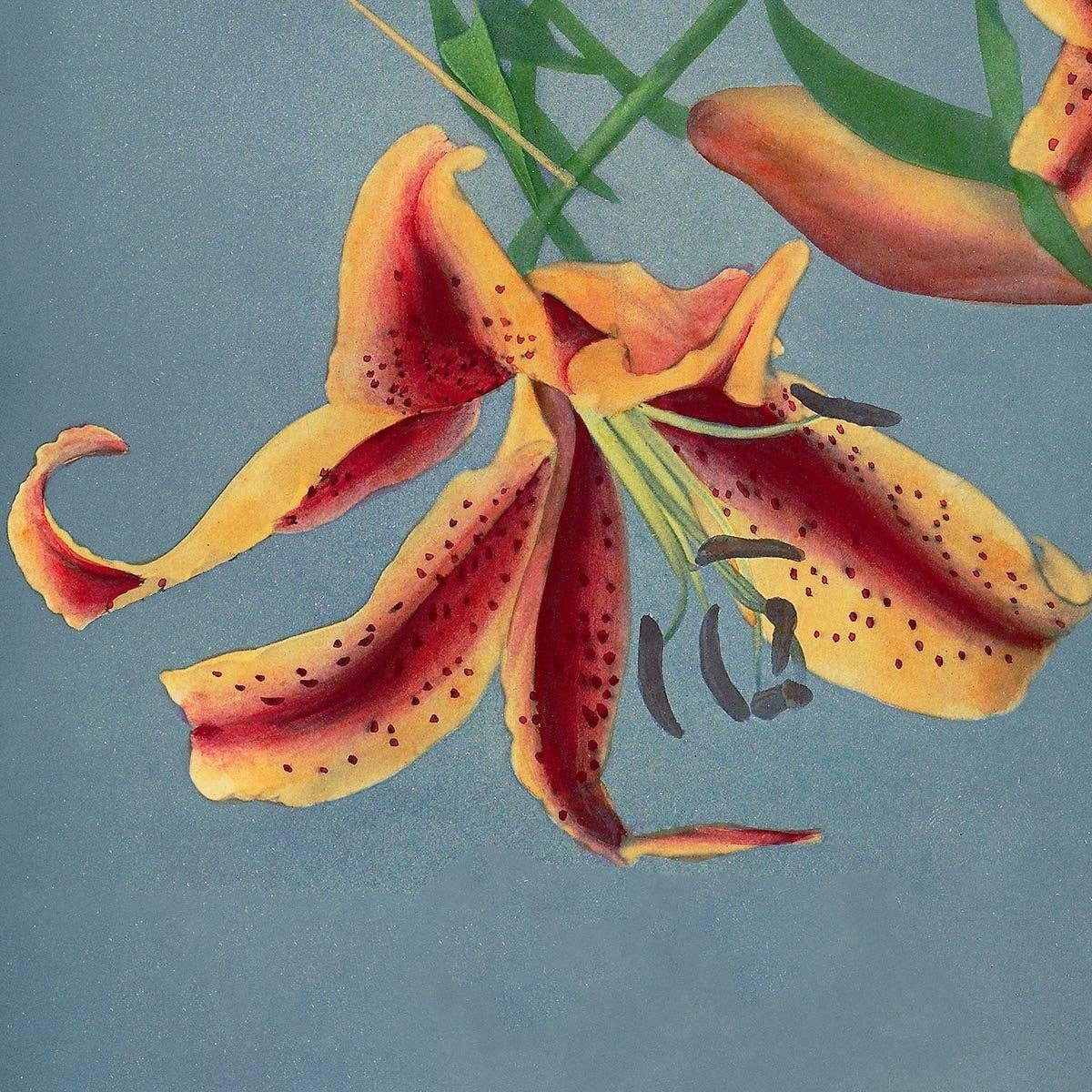 Lirio naranja de Ogawa Kazumasa