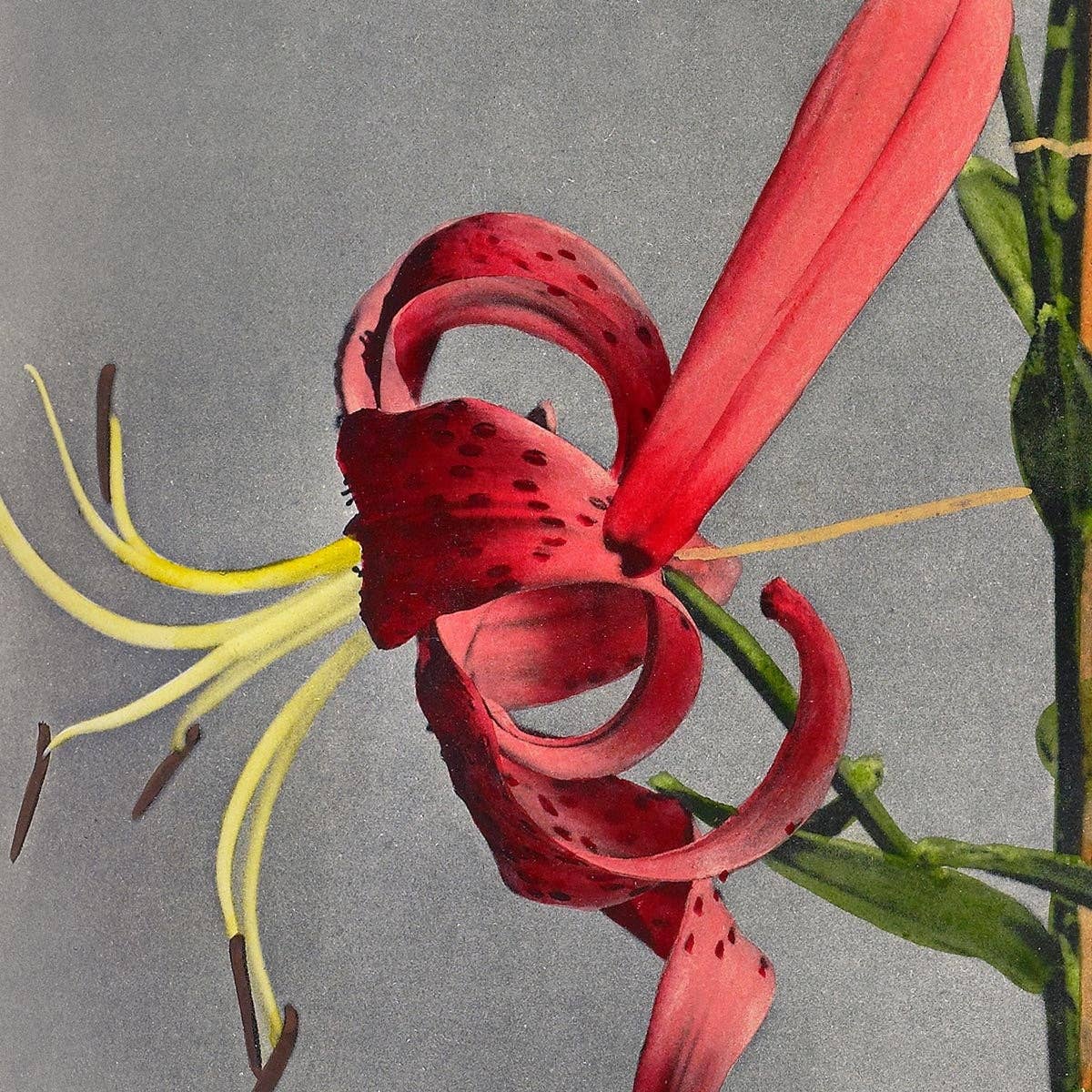 Lirio rojo de Ogawa Kazumasa