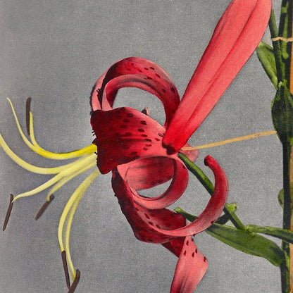 Lirio rojo de Ogawa Kazumasa