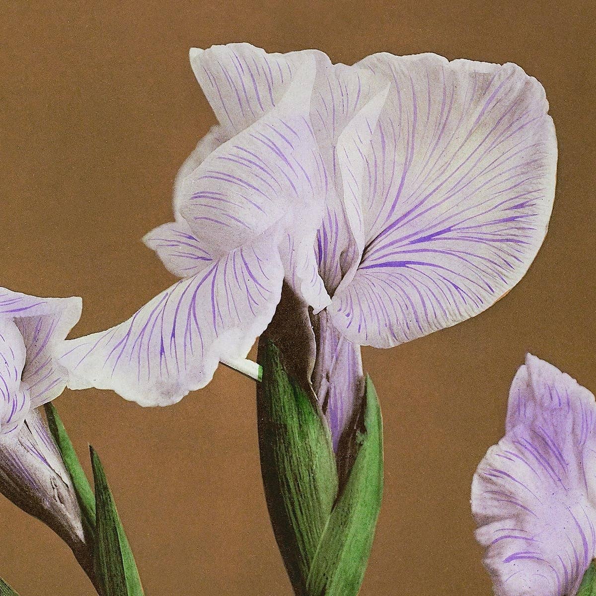 Tres Iris Kæmpferi de Ogawa Kazumasa