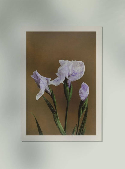 Tres Iris Kæmpferi de Ogawa Kazumasa