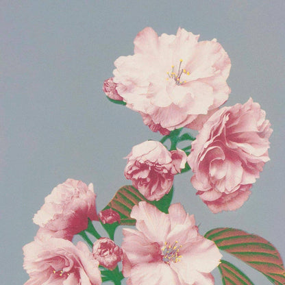 Flor de cerezo de Ogawa Kazumasa