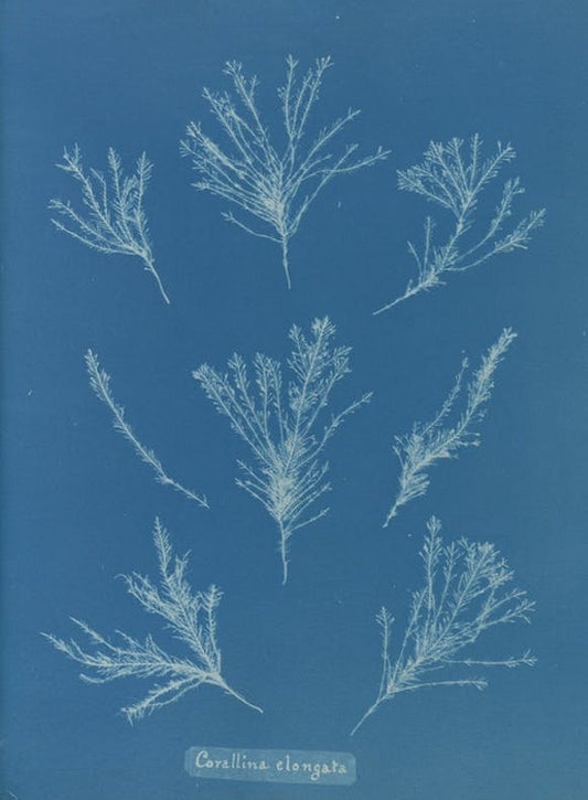 Corallina elongata de Anna Atkins