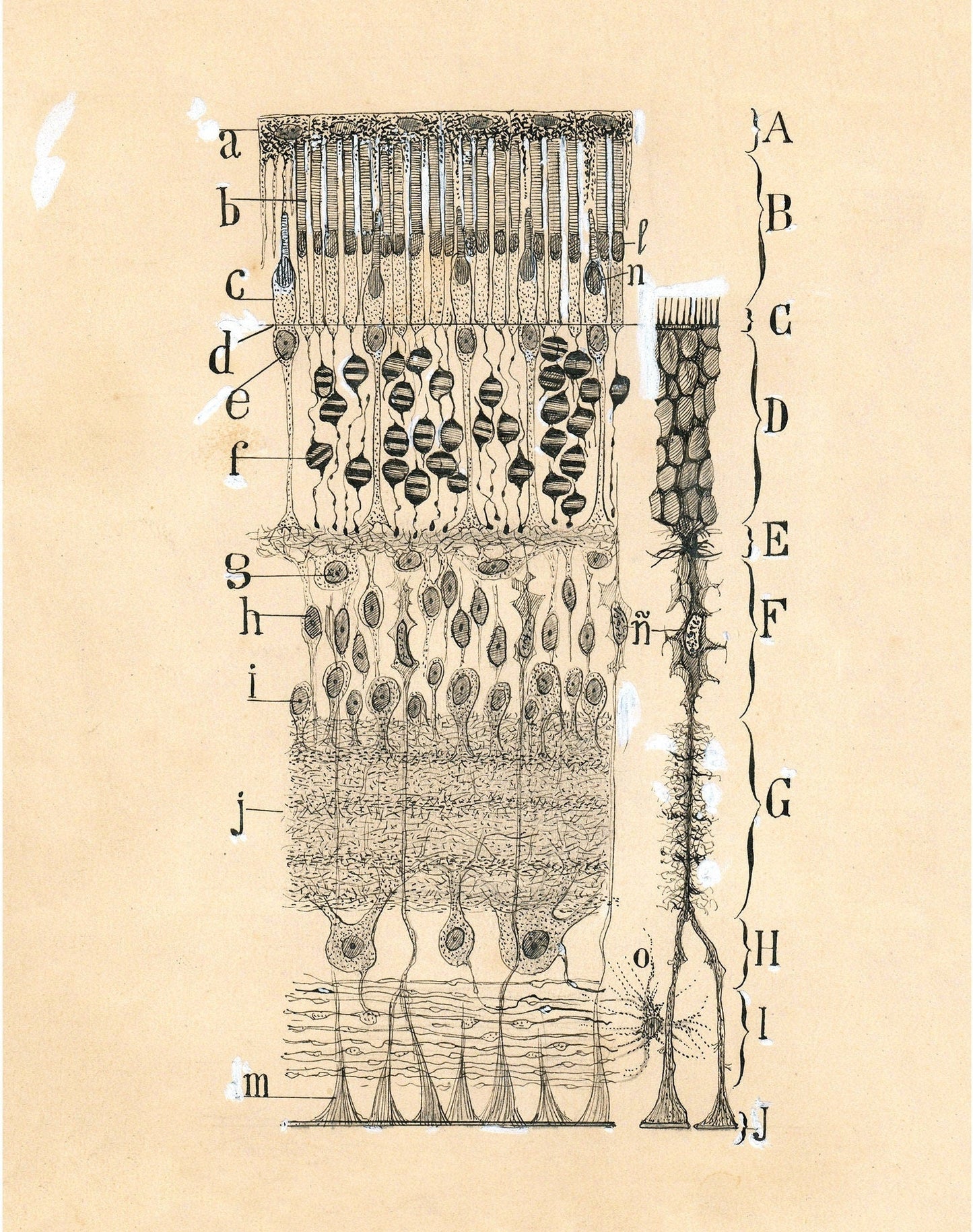 Vintage cell drawing | Santiago Ramón y Cajal | Retina of eye | Antique anatomical illustration | Neuroscience & Biology | Abstract art (whitespace trimmed)