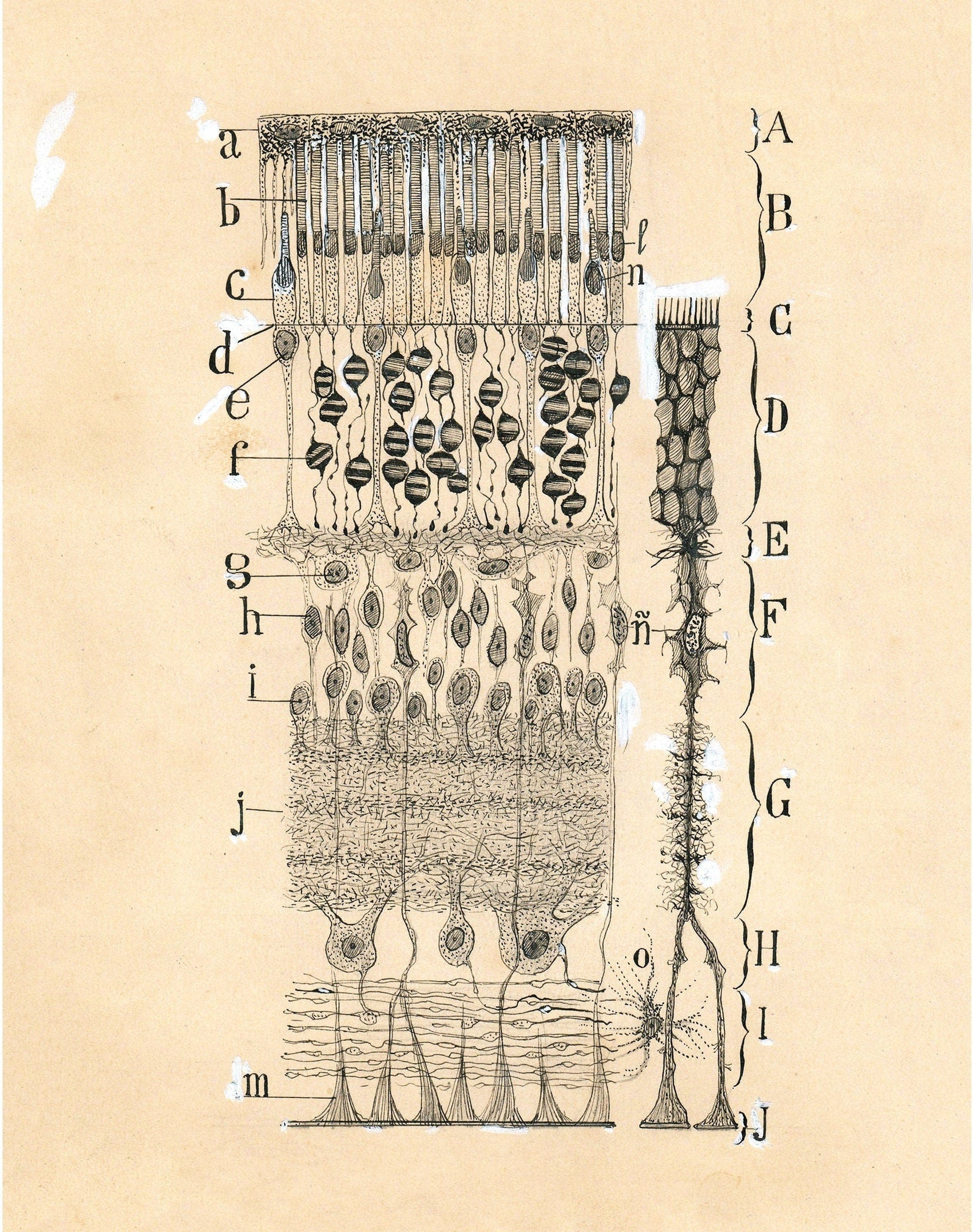 Vintage cell drawing | Santiago Ramón y Cajal | Retina of eye | Antique anatomical illustration | Neuroscience & Biology | Abstract art (whitespace trimmed)