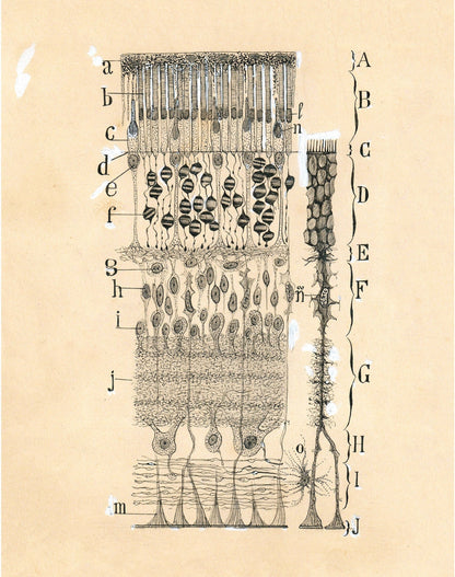 Vintage cell drawing | Santiago Ramón y Cajal | Retina of eye | Antique anatomical illustration | Neuroscience & Biology | Abstract art (whitespace trimmed)