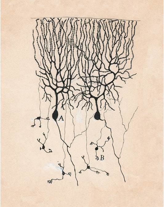 Vintage neuron drawing No. 3 by Santiago Ramón y Cajal (whitespace trimmed)