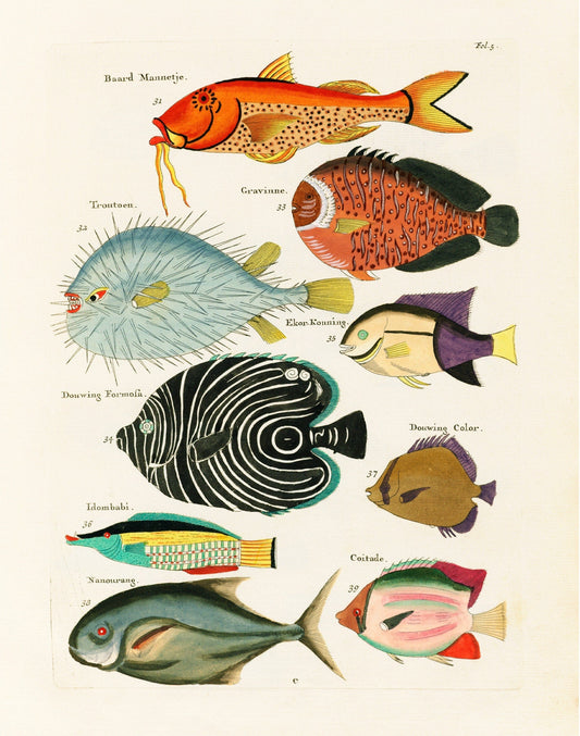 Colorful vintage fish | 18th century natural history | Ocean, aquarium, tropical animal life illustration |  | Eco-friendly gift (whitespace trimmed)