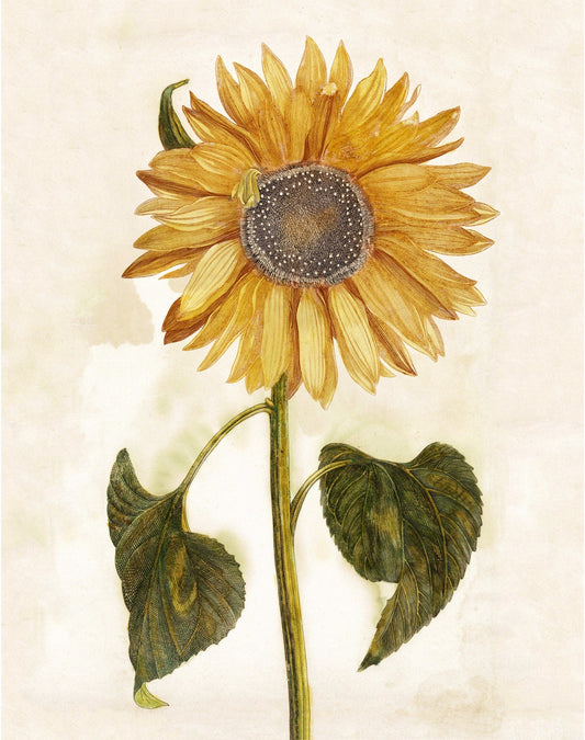Ancient Vintage sunflower | 17th century Giclée fine art print | Golden flower | Modern Vintage decor | Eco-friendly gift (whitespace trimmed)
