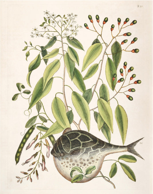 Antique Globe fish art | 1754 Mark Catesby print | Vintage Natural History | Water, ocean animal | Modern vintage decor | Eco-friendly gift (whitespace trimmed)