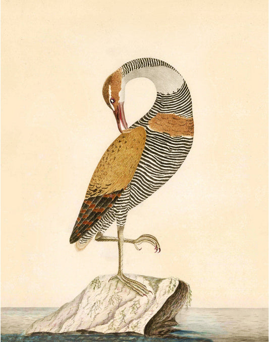 Antique water bird art | 18th century aviary illustration | Natural history print | Animal décor | Modern vintage | Eco-friendly gift (whitespace trimmed)