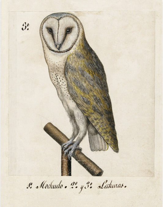 Ancient  barn owl art | 16th century bird illustration | Animal wall decor | Modern vintage décor | Eco-friendly gift (whitespace trimmed)