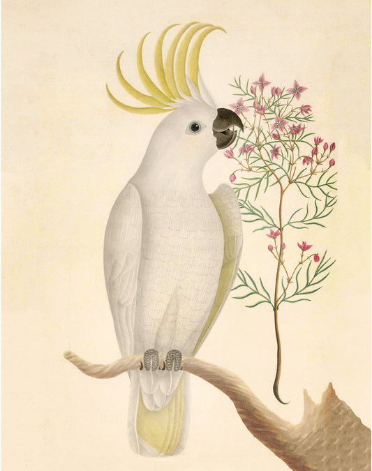 Antique cockatoo & flower art | 18th century bird illustration | Natural history | Animal wall décor | Modern vintage | Eco-friendly gift (whitespace trimmed)