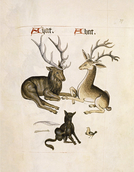 Antique hart print | Canine, bird, bone and feather | Animal wall art | Wild animal painting | 16th century deer or elk (whitespace trimmed)