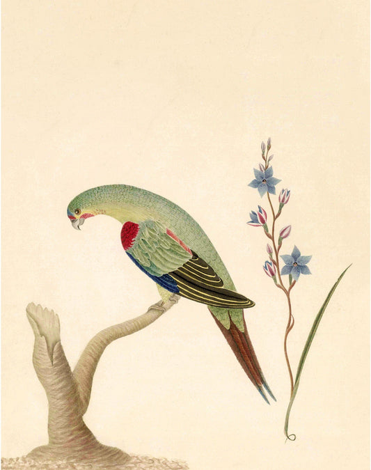 An illustration of a bird with blue and red on its wings perched on a branch with flowers in the background. (whitespace trimmed)