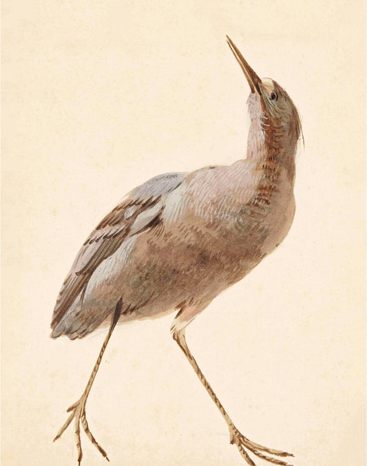 Antique bird art | a Star Bittern | 18th century Aert Schouman | Natural history illustration | Animal wall art | Minimalist décor (whitespace trimmed)
