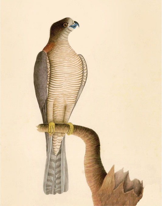 Antique hawk art | 18th century bird illustration | Natural history print | Animal décor | Modern vintage | Eco-friendly gift (whitespace trimmed)