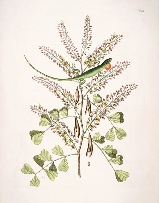 Antique lizard art | 18th century Mark Catesby | Vintage Natural History | Water, jungle animal | Animal wall art | Modern vintage decor (whitespace trimmed)