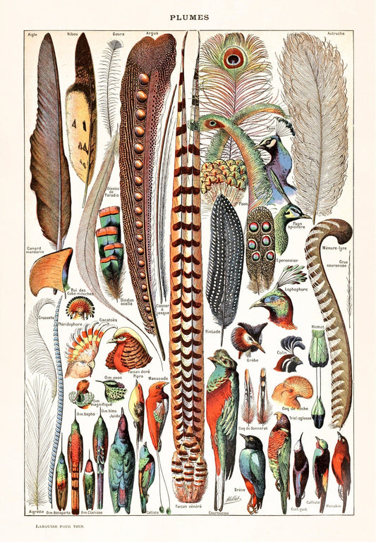French plumes art print | Vintage feathers and birds | Le Larousse dictionary illustration | Adolphe Millot | Natural history wall art (whitespace trimmed)